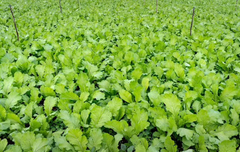 从水晶头到配线架：企业级网线链路施工质量验收规范详解